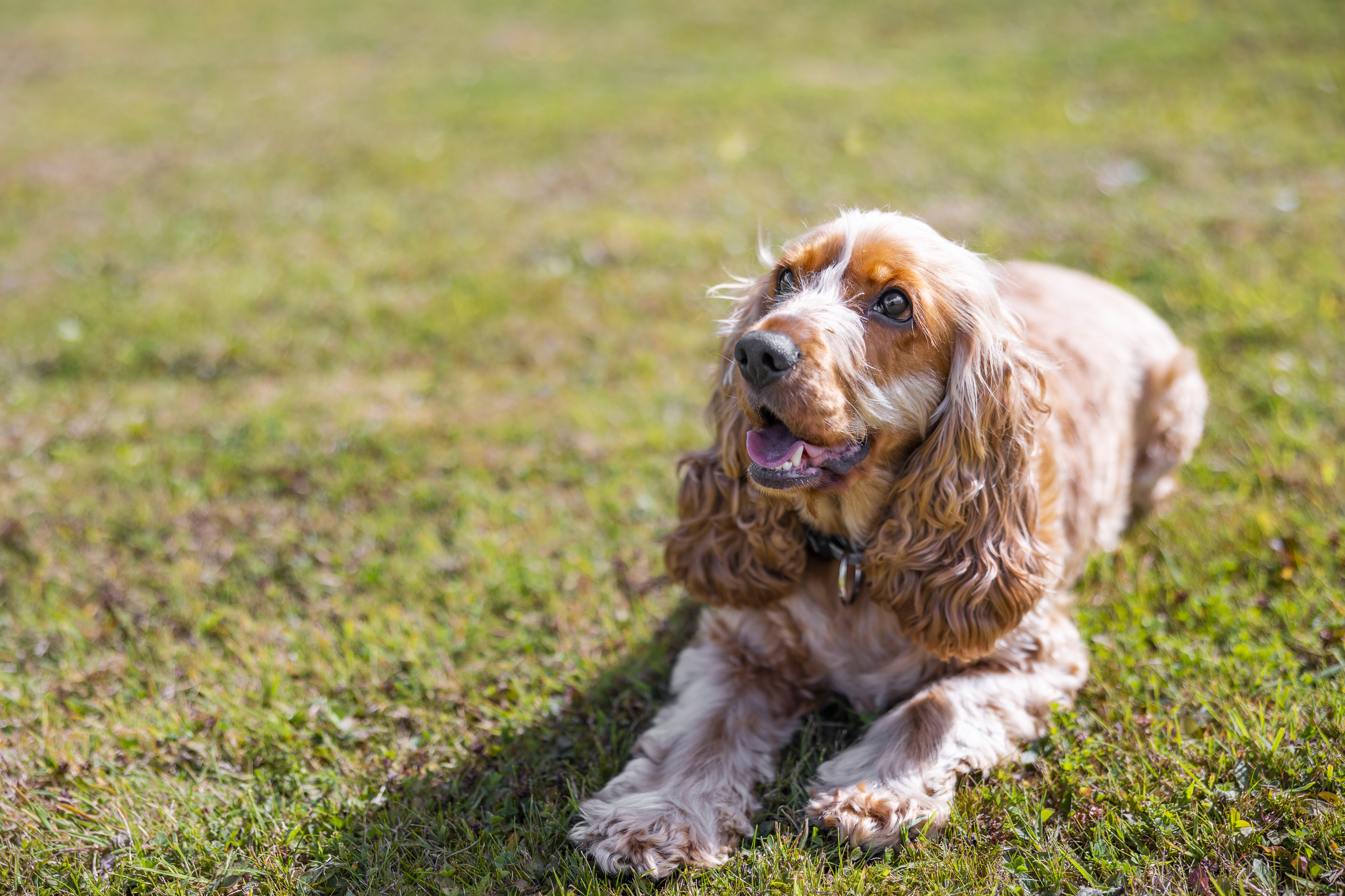 Goldener Cocker Spaniel liegt draußen im Gras