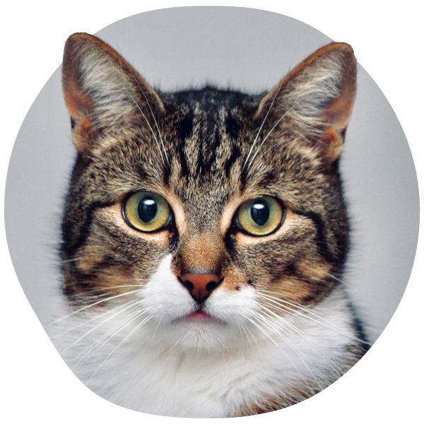Close-up of a tabby cat with green eyes and white chest.