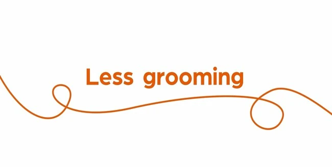 Text "Has accidents outside the litter tray / box" with orange swirl on white background.